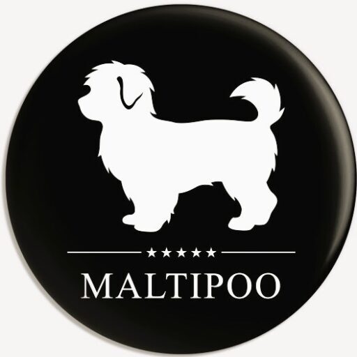Thompson Maltipoo Home