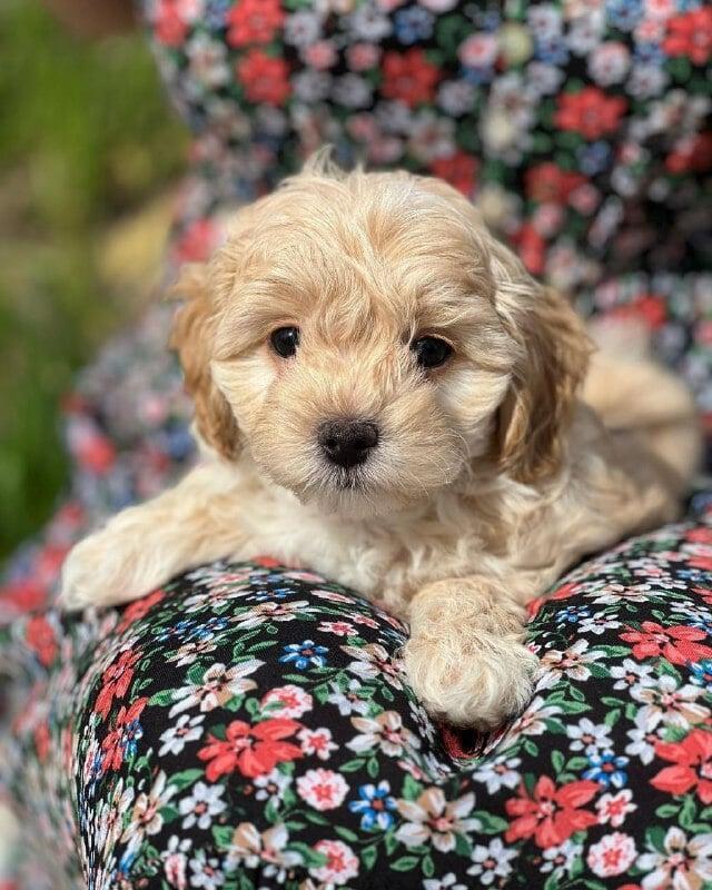 buy online teacup maltipoo puppies