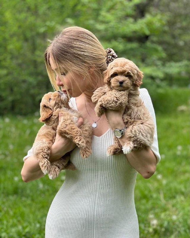 Shop teacup maltipoo puppies in canada