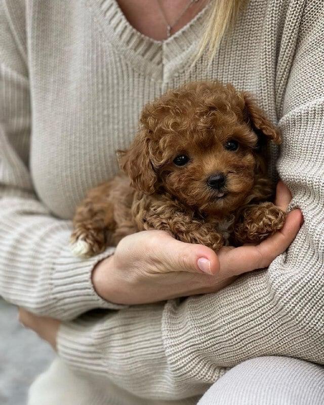 Buy teacup maltipoo puppies in USA